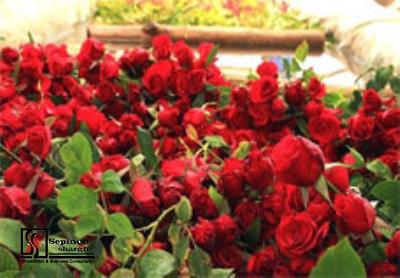 Technical, Financial Feasibility Study of Establishing Production Unit of Rose Greenhouse